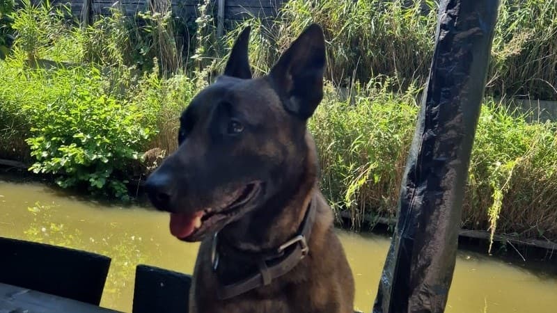 Foto van politie.nl: Politie houdt verdachte aan na vernieling bij broodjeszaak in Nieuw-Vennep | 112melder